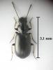 Amblystomus niger